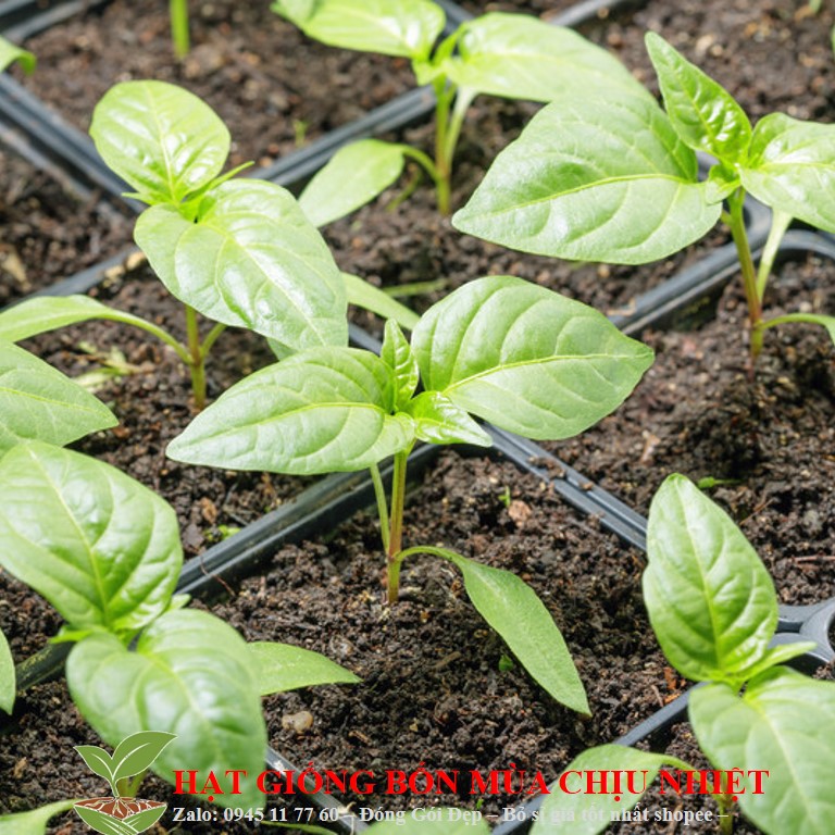 HG17A Hạt giông ớt dài hàn quốc 10 hạt