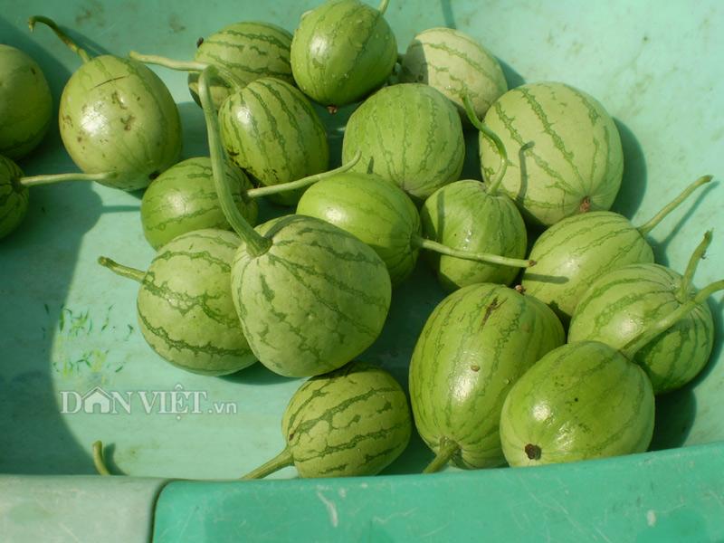 Hạt Giống Dưa Hấu Thu Non (Dưa Canh) Trái Sai Trồng Quanh Năm