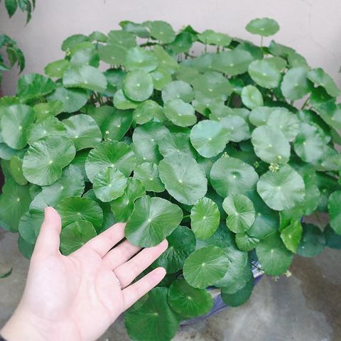 Hạt giống cỏ đồng tiên  - 50 hạt/gói