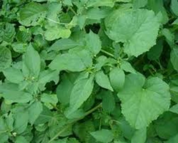 Combo 5 Túi Hạt Giống Rau Tầm Bóp F1 - Cây Dược Liệu - Mỗi Túi 0,2 Gram - Giá Khuyến Mại - Kèm Quà Tặng.