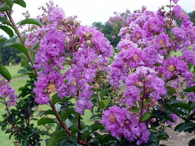 Cây Bằng lăng tím - cây giống, hoa đẹp, giá rẻ - Cam kết giống chuẩn chất lượng tạo niềm tin