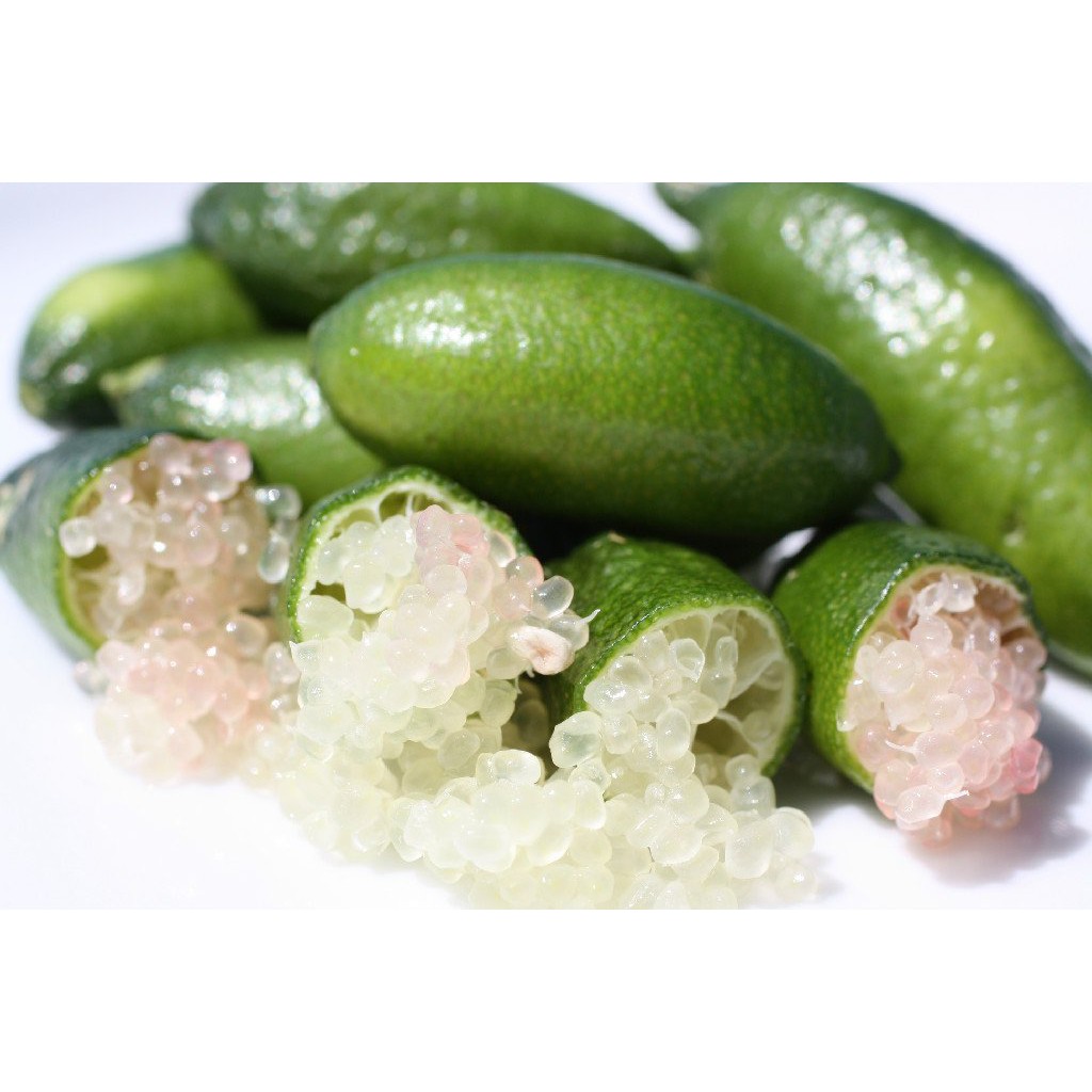 CÂY GIỐNG TRANH TRỨNG CÁ HỒI  (CHANH NGÓN TAY ÚC)
