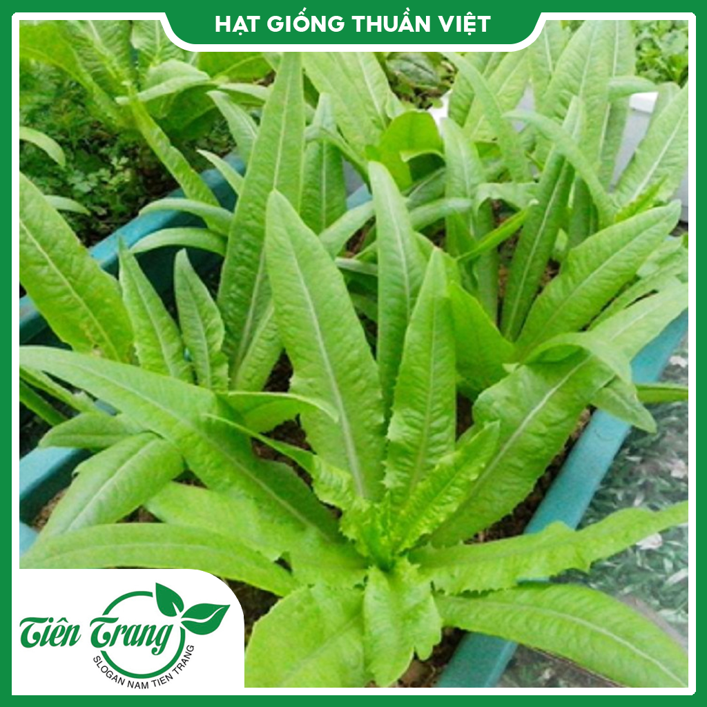 Hạt giống Xà Lách Nhọn (Rau Diếp Thơm)