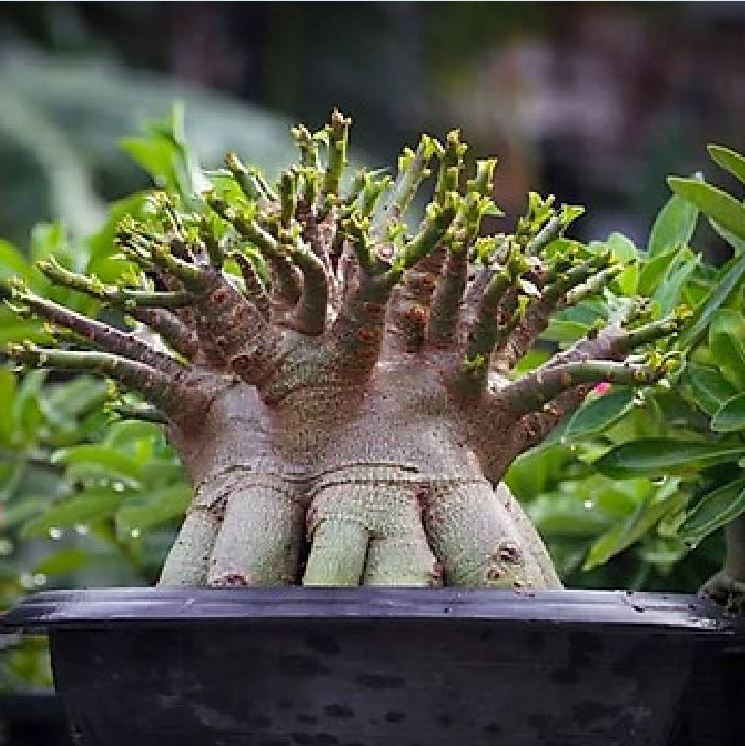 Hạt giống hoa sứ kim tự tháp - gói 5 hạt