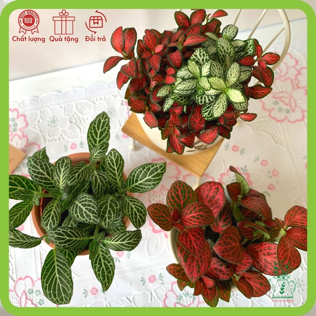Cây cẩm nhung fittonia nhiều màu (chậu 5cm)