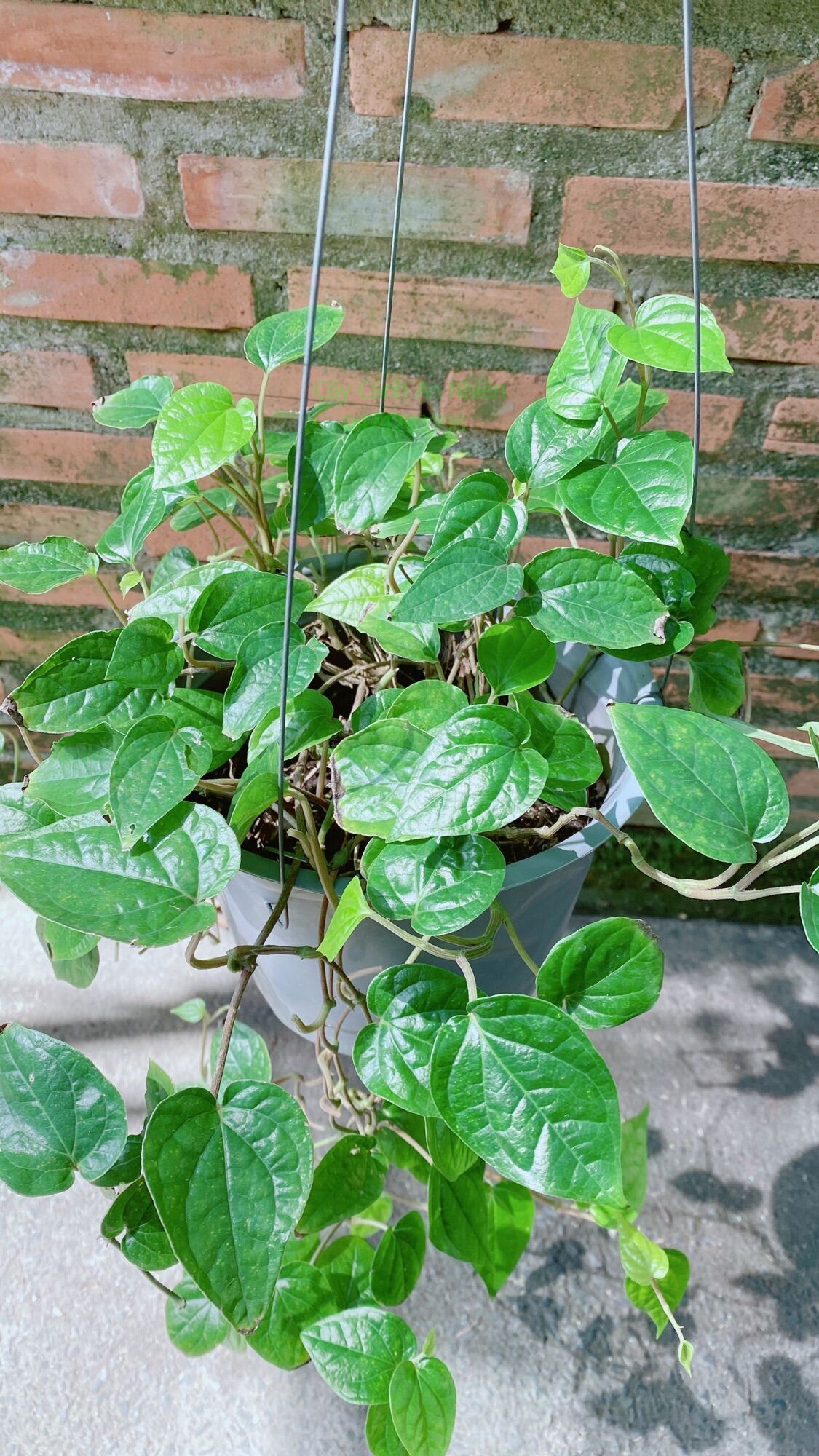 Cây Trầu Không
