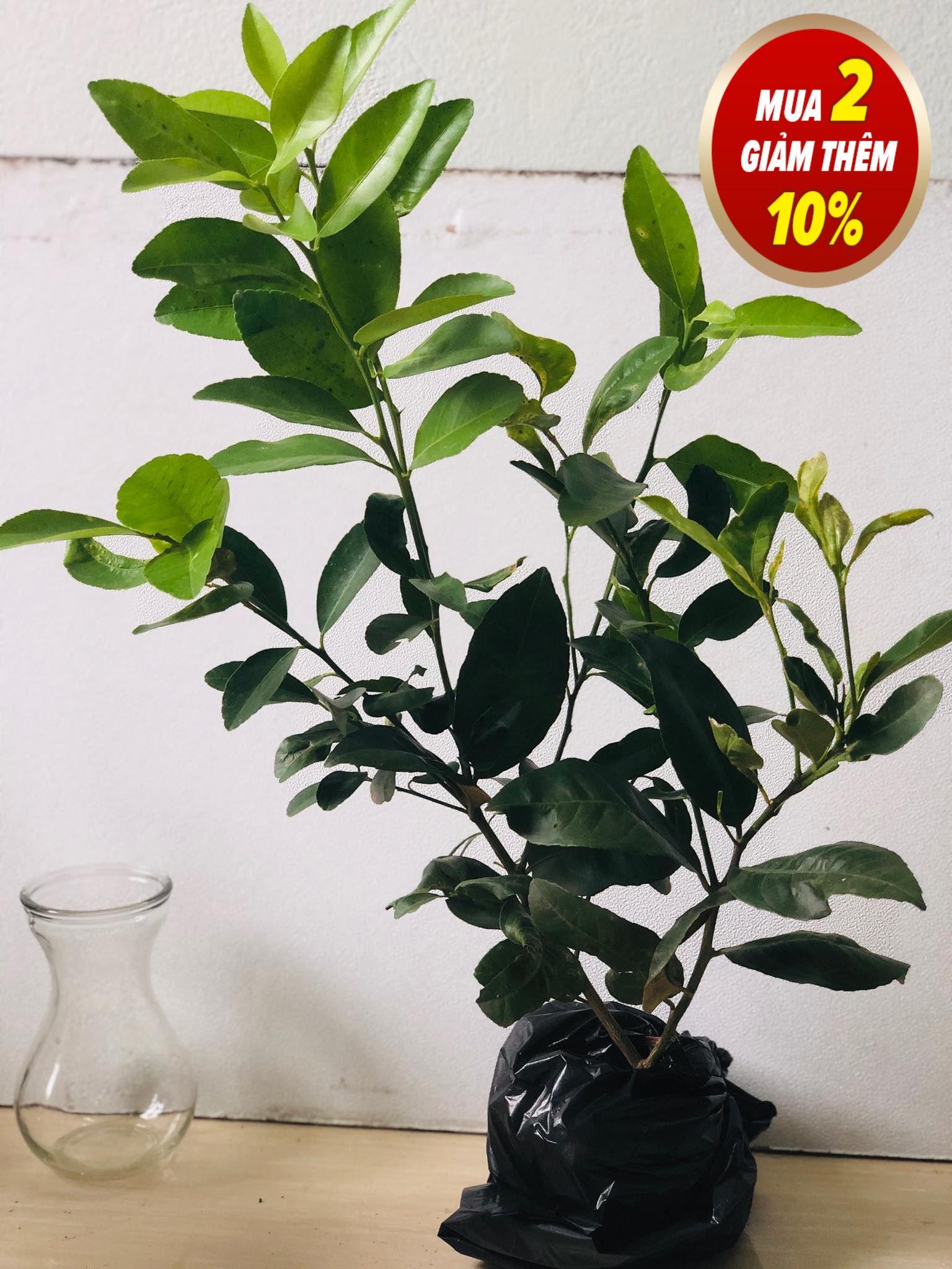 cây chanh tứ quý cao 50-70 cm (Cây chanh 4 mùa)