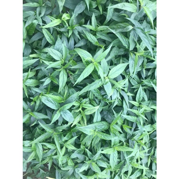 Cây bìm bịp / xương khỉ / mảnh cọng