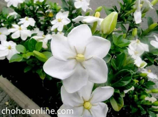 [ Xả - Cắt Lỗ] Hoa Dành Dành