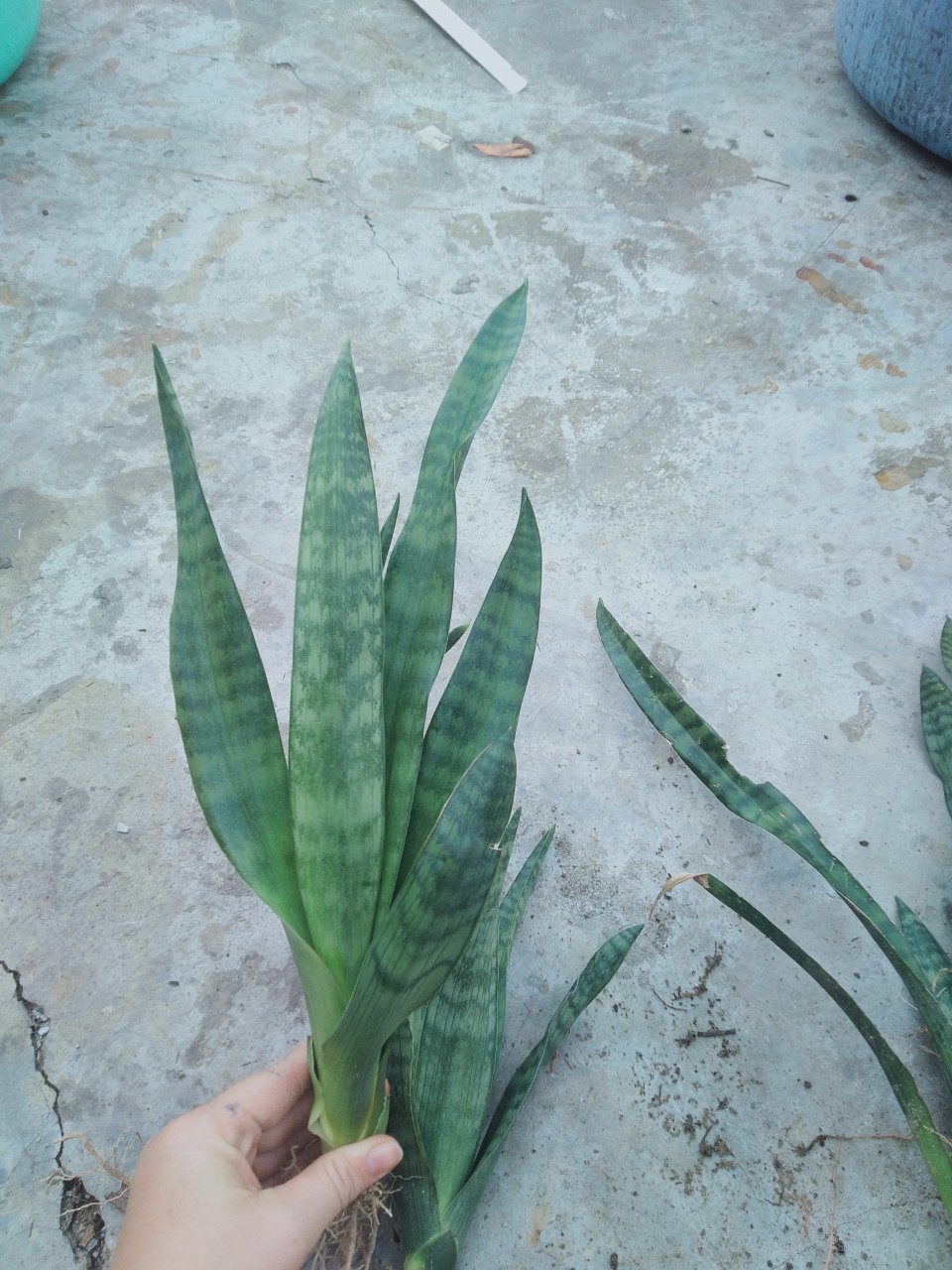 Cây lưỡi hổ viền xanh