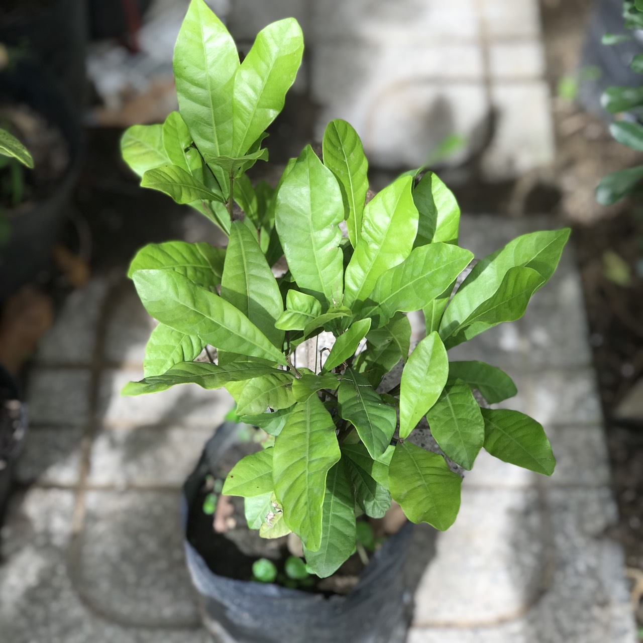 Cây Giống Thần Kỳ Cao 20cm- Cây Kỳ Diệu - Synsepalum dulcificum