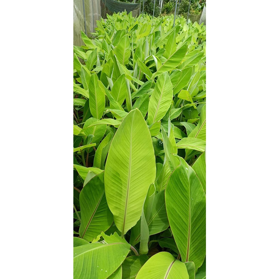 Cây giống Chuối Sứ [còn gọi là Chuối Mốc, chuối xiêm ]