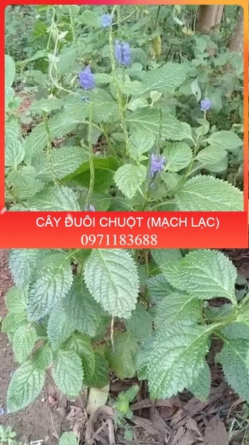 1KG CÂY ĐUÔI CHUỘT HOÀ BÌNH (KHÔ, XANH, SẠCH)