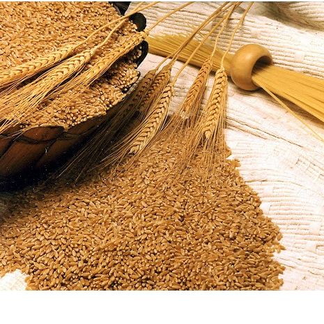 Hạt Lúa Mì ÚC Organic (1kg) - Có thể trồng cỏ lúa mì