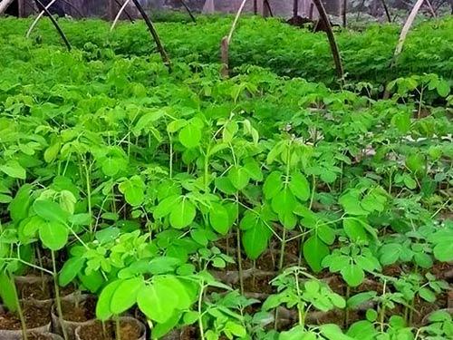 Cây giống chùm ngây Moringa cao 40cm