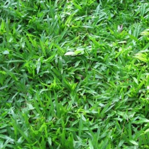 Hạt Giống Cỏ Lá Gừng F1 - Cỏ Thảm. Túi 200 gram.Chất Lượng Cao.