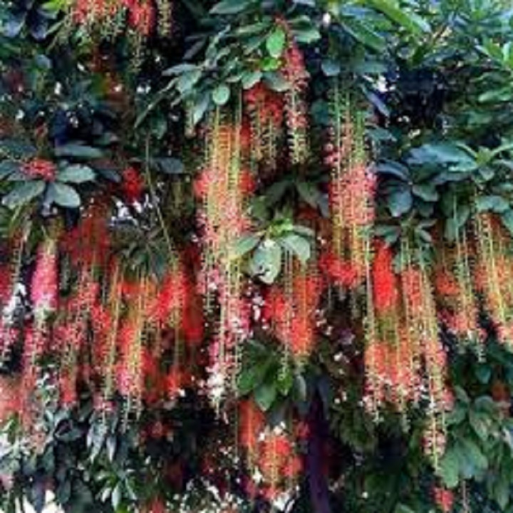 CÂY GIỐNG CÂY LỘC VỪNG-CÂY phôi nhỏ