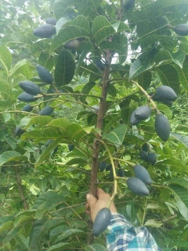 cây giống trám đen