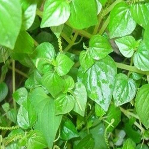 Hạt Giống Rau Càng Cua F1. Túi 0,5 Gram - Giàu dưỡng chất - dễ trồng.