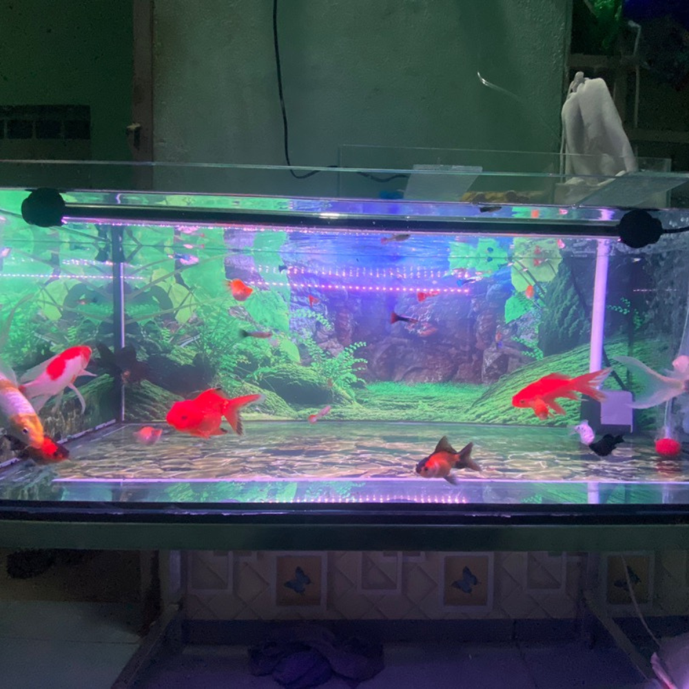 Đèn bể cá cảnh 30cm - 80cm giúp đỏ cá không đỏ nước