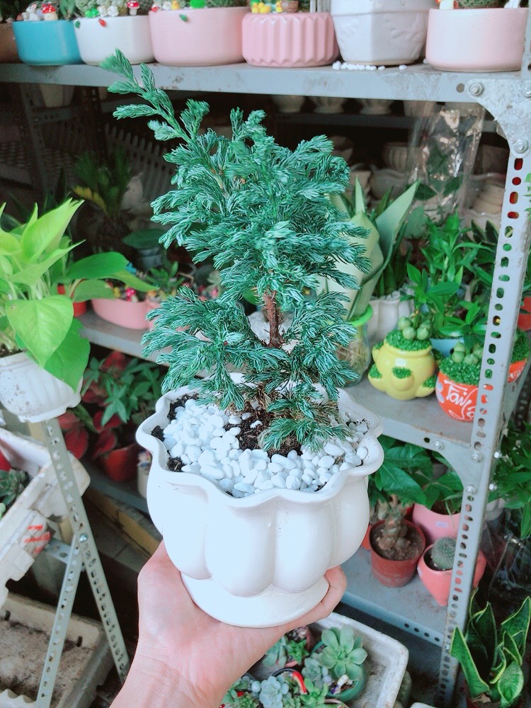 Tuyết Tùng Hay Tùng Bạc