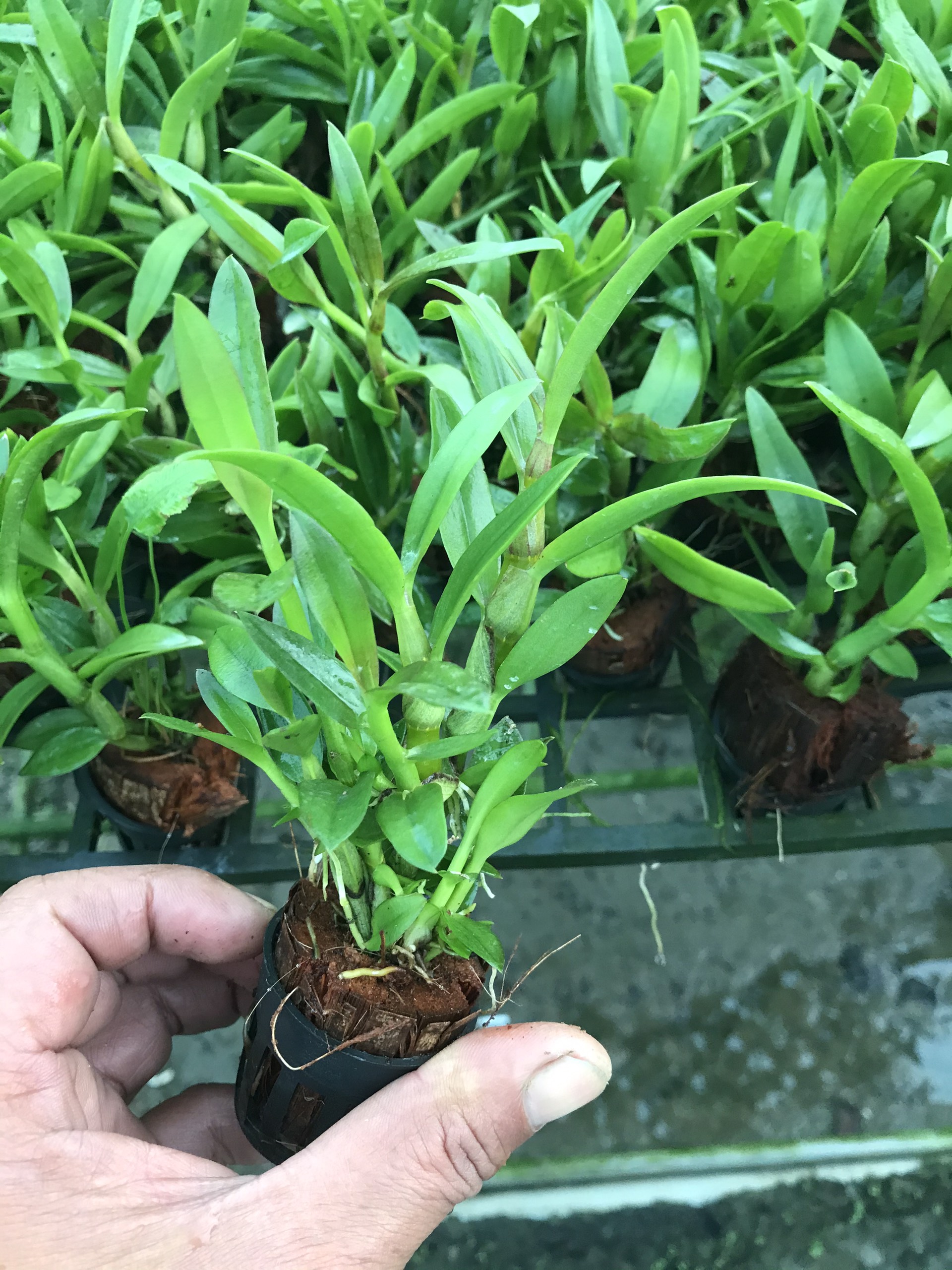 COMBO 3 CÂY GIỐNG ALBA XƯA Cao 7-12Cm