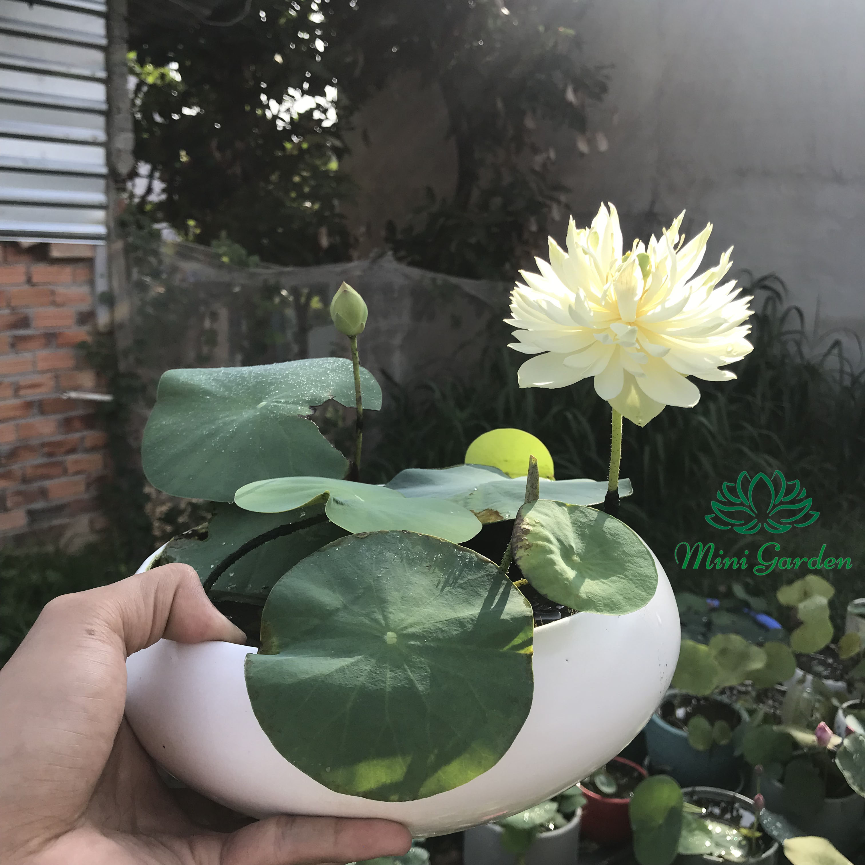 Củ giống hoa sen mini siêu đẹp- Hoa sen mini Mint Sugar