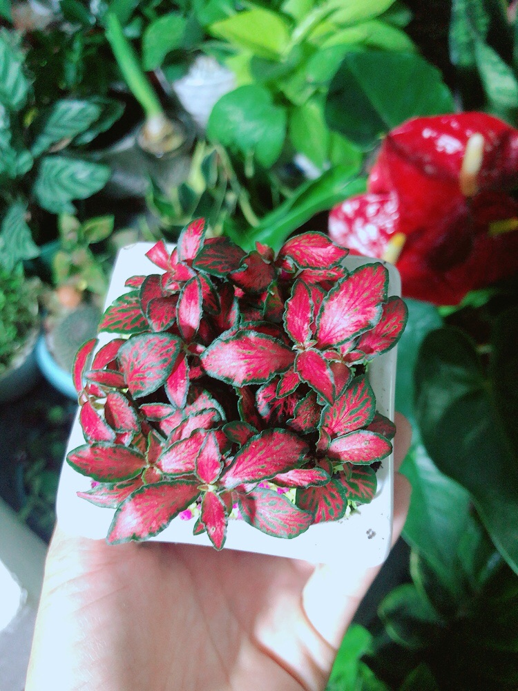 Chậu Cây Cẩm Nhung (lá may mắn) Màu Đỏ