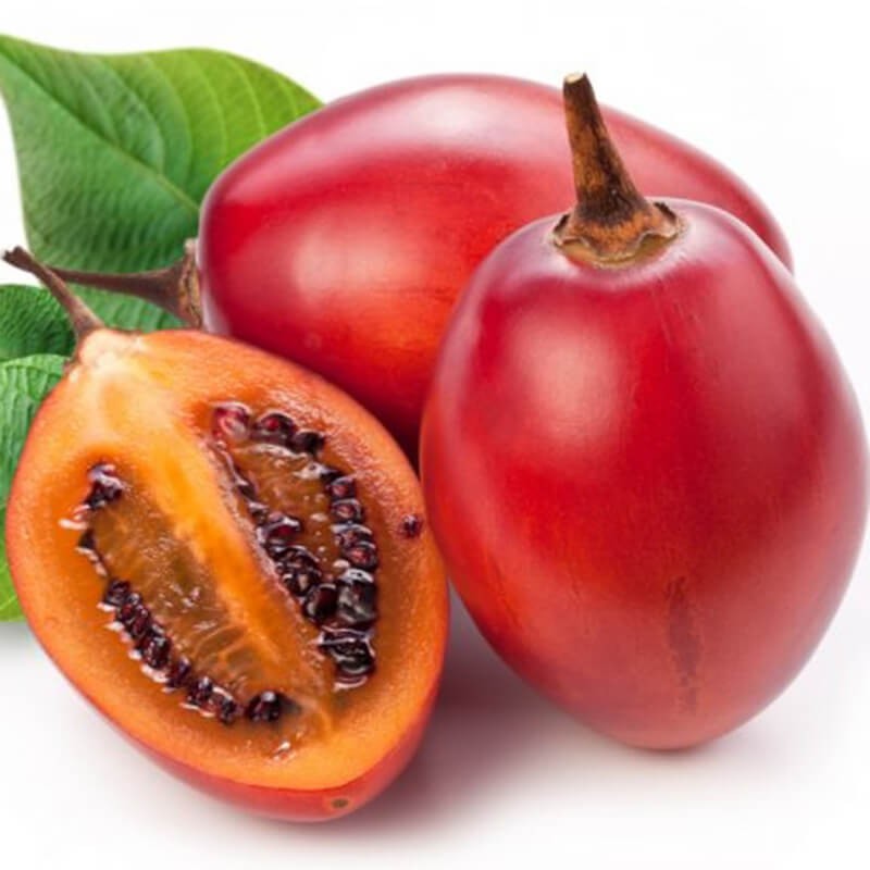 Cây giống cà chua thân gỗ Tamarillo - Trang Flower