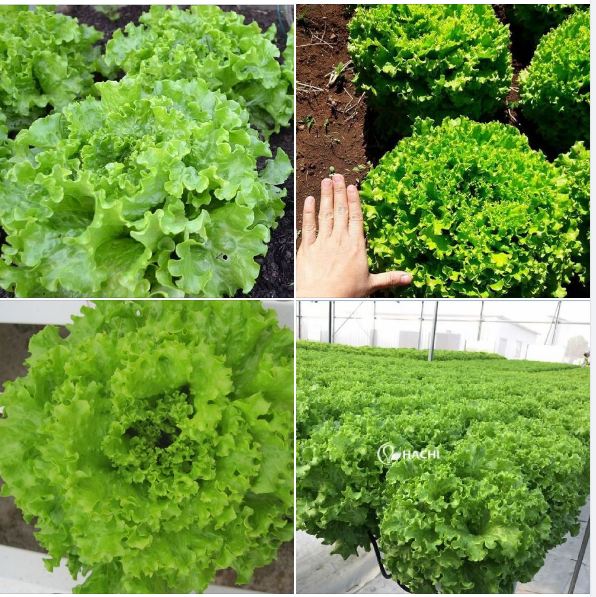Combo 3 gói hạt giống rau xà lách xoăn xanh