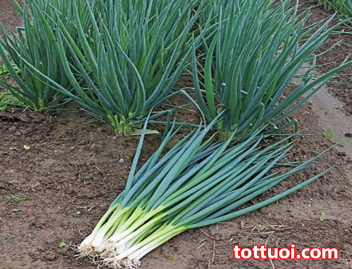 [Rẻ vô địch] [Ảnh thật] Hạt Giống Hành Lá - HẠT GIỐNG RAU THƠM