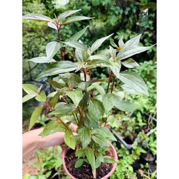 Cây Bọ Mắ.m ( Thuoc Dòi)