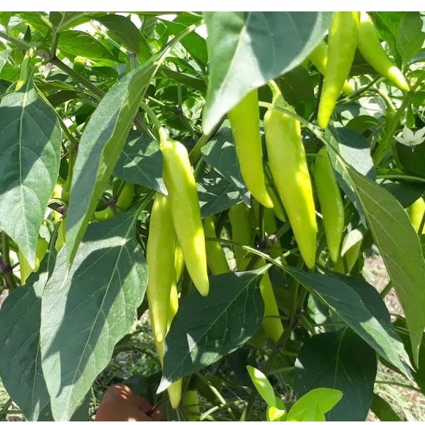 [Seeds] Hạt giống ớt sừng RD122, đóng gói 0.2gr khoảng 30 hạt