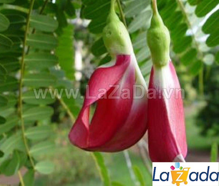 10h Hạt Giống Bông So Đũa Thái Đỏ (C5.301| C51*W35*M010)