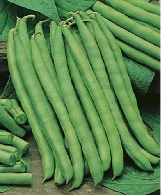 Hạt giống đậu trạch lai gói 50 gram/gói