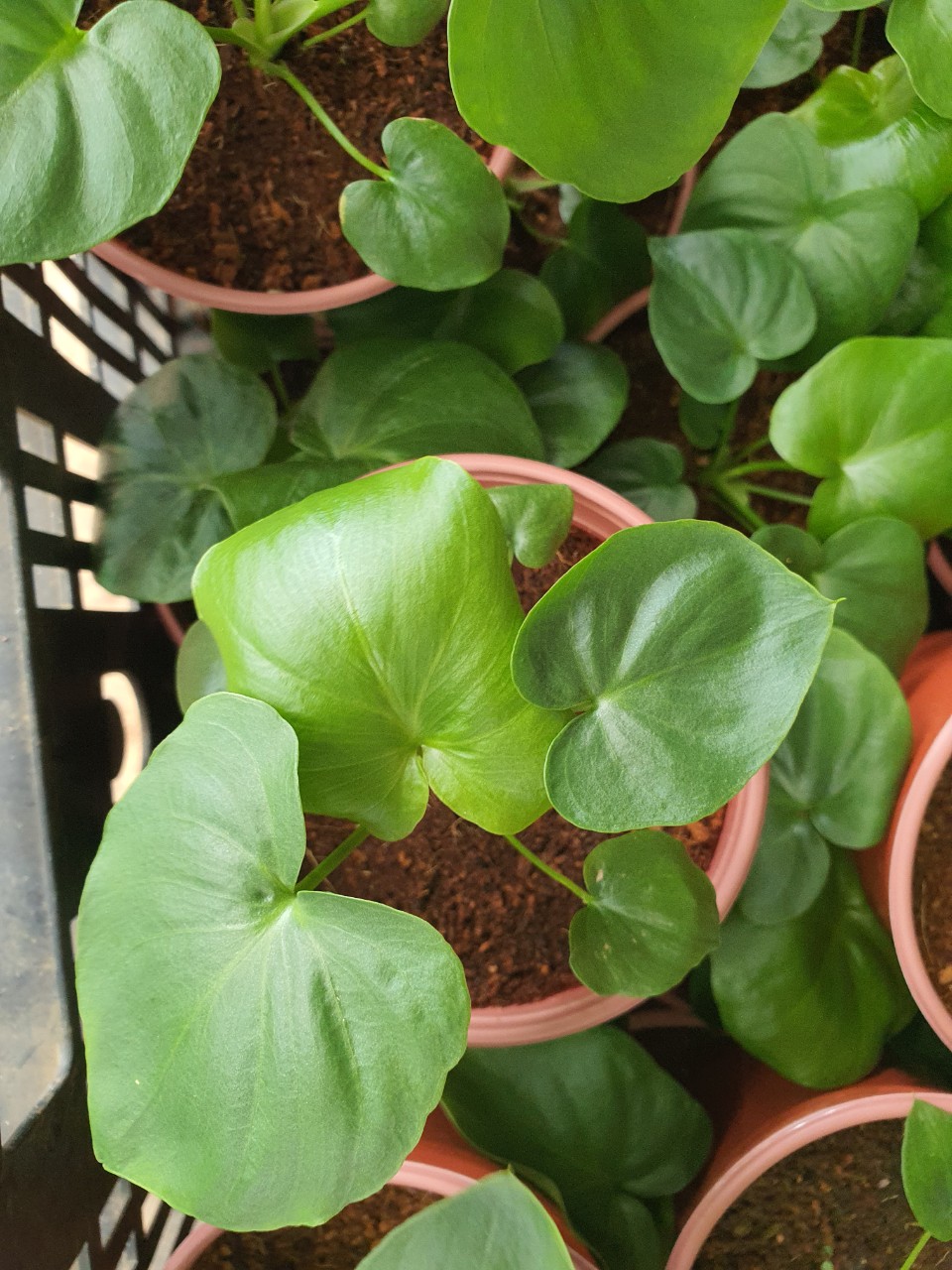Trầu bà thanh xuân cây con