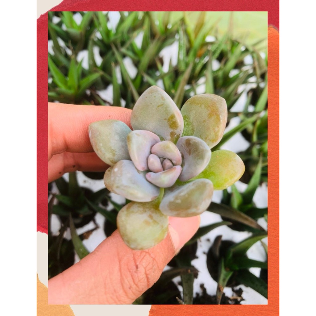 SEN ĐÁ ĐÁ XANH SIZE MINI  ĐÀ LẠT  HƯ 1 ĐỔI 1  SIÊU CUTE