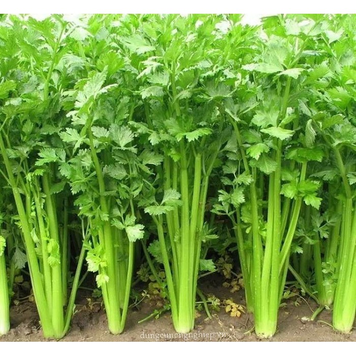 Bột cần tây sấy lạnh nguyên chất 100g