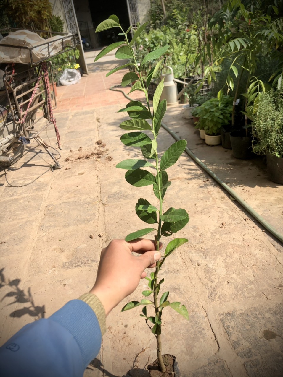 Cây chanh vàng mỹ  cao 70cm (ảnh thật số 2 )