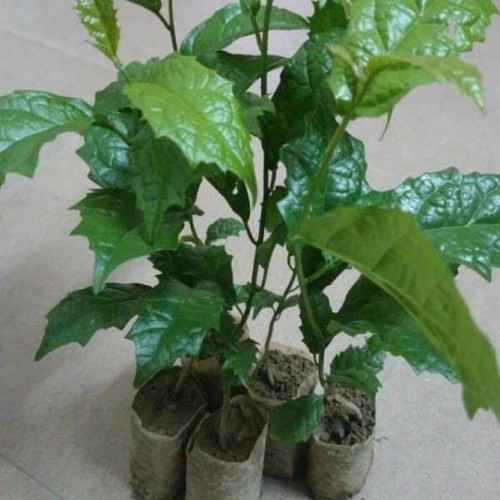 (GIÁ SỈ) CÂY HOA LỒNG ĐÈN búp bê đủ màu