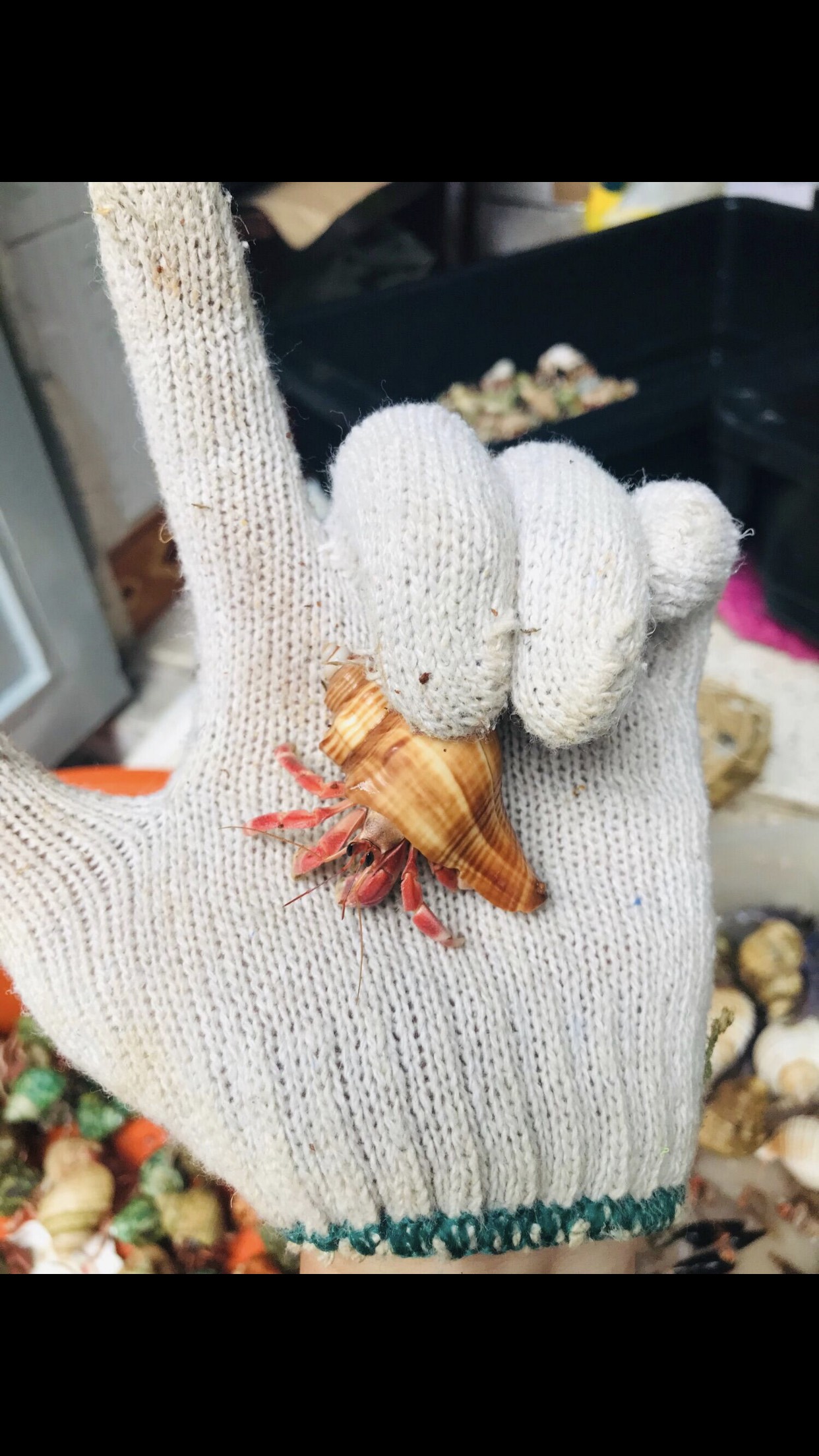 OMH rugos abino size baby (trang trí hồ cá)