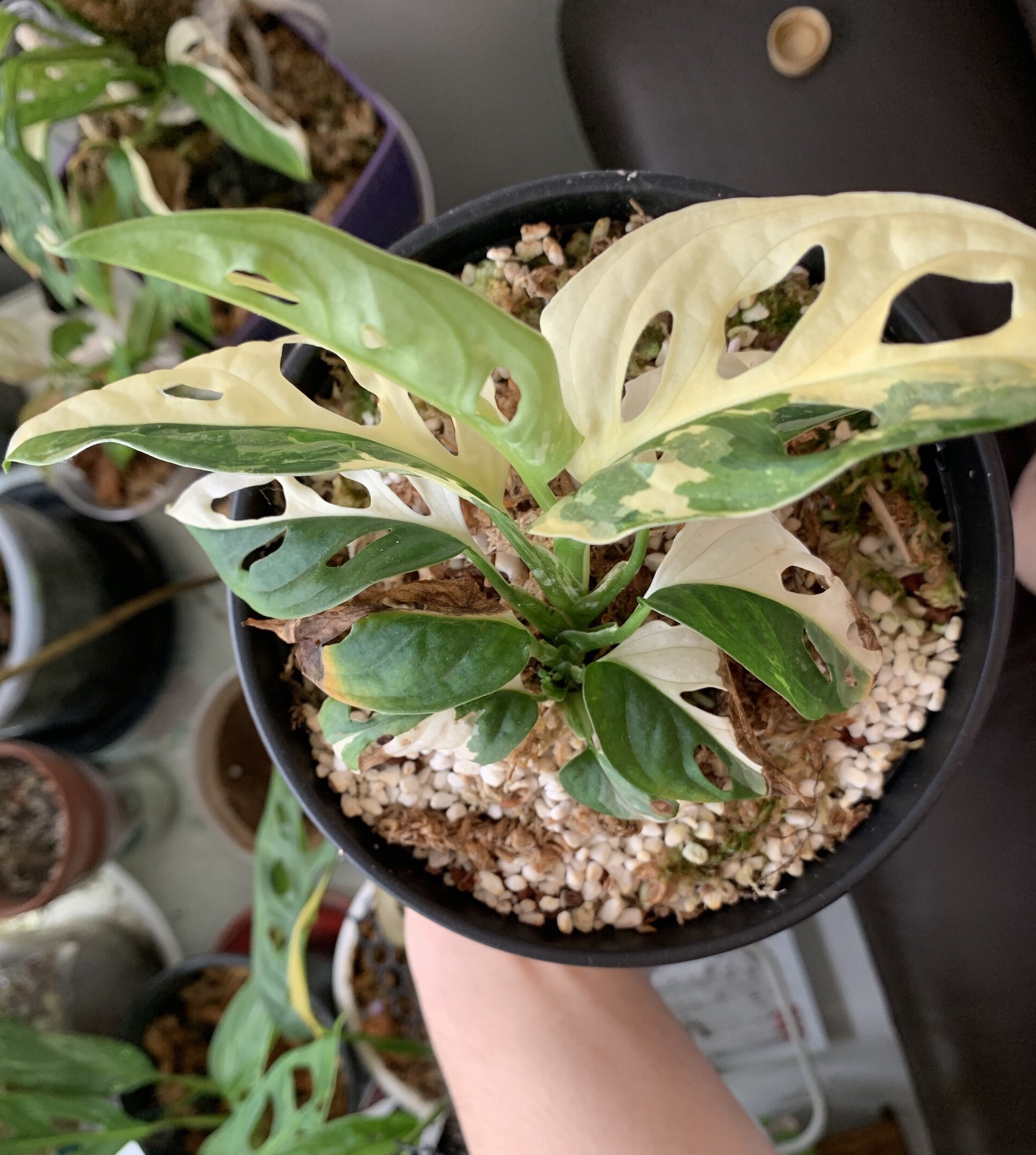 Trầu Bà Lỗ Var (Adansonii Albo) - Var trắng xanh