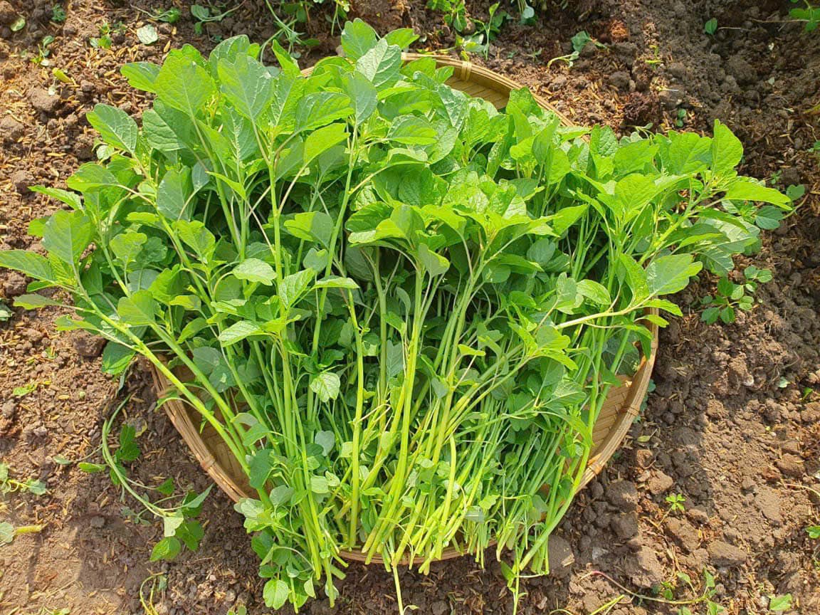 HẠT GIỐNG RAU DỀN CƠM -DỀN TA GÓI 5GR