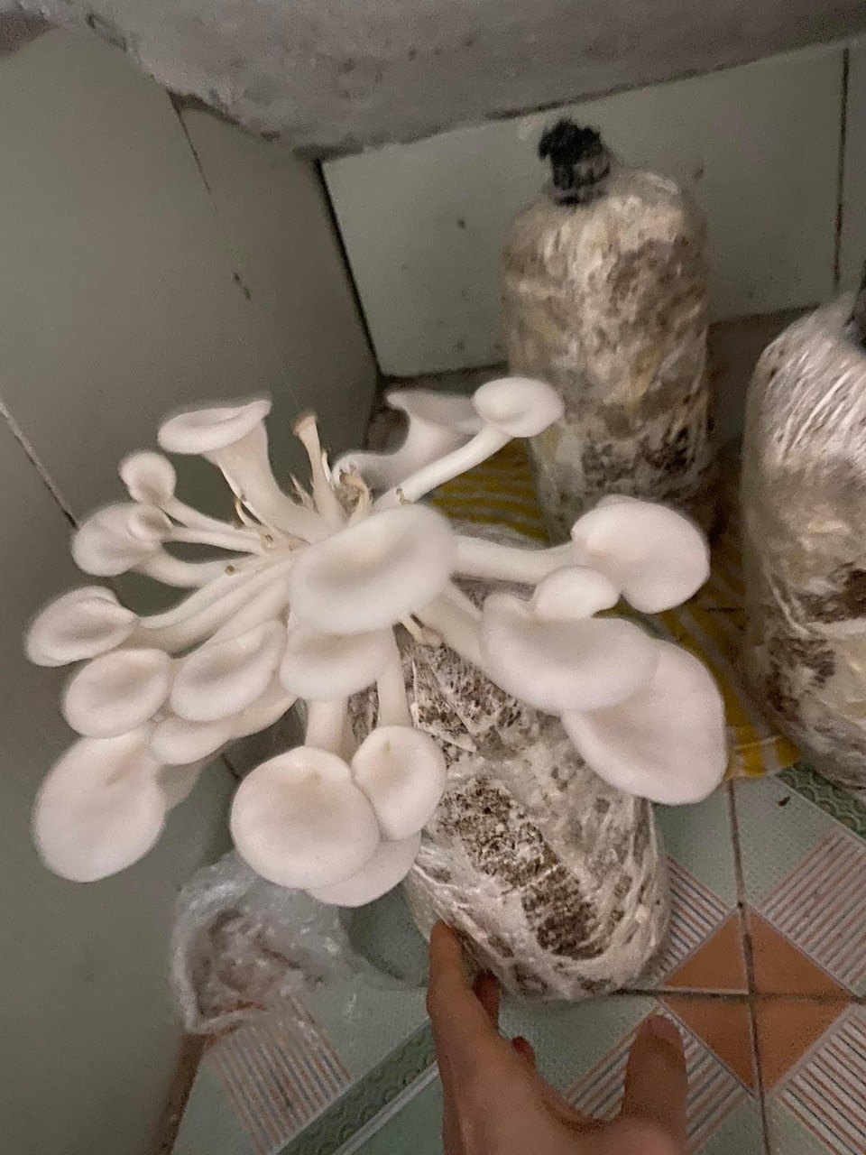 Phôi nấm sò (Kiện 16 bịch)