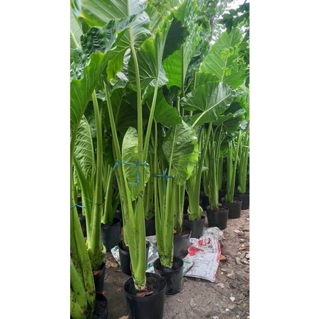 Cây Ráy Voi to đẹp Trang trí tiểu cảnh sân vườn, công trình