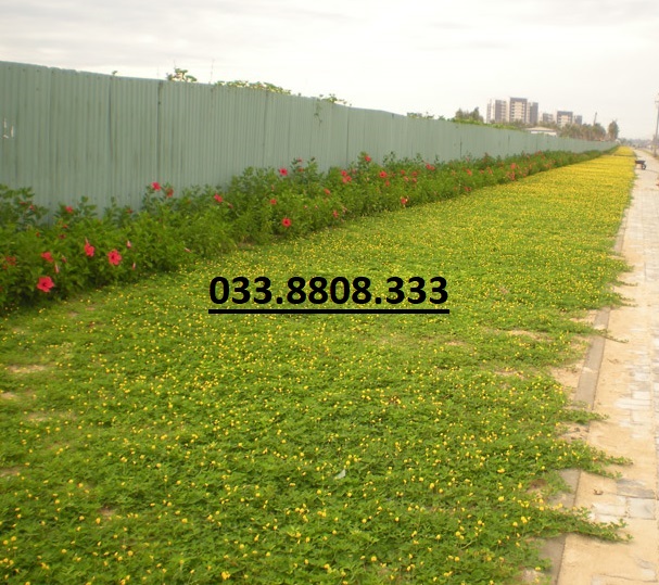 Hạt Giống Cỏ Lạc Dại – Cỏ Đậu Phộng ( 50g) -Hạt Giống Cỏ Thảm Cảnh - Cỏ Sân Vườn - Cỏ Cảnh Quan