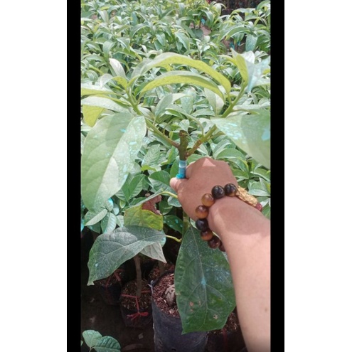 CÂY GIỐNG BƠ SÁP LÙN THANH SƠN