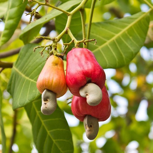 Roasted cashew nuts salt raw silk 500gr