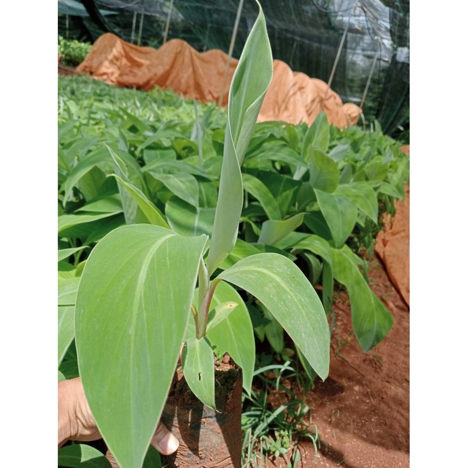 Cây Giống Chuối Tây- Chuối Sứ
