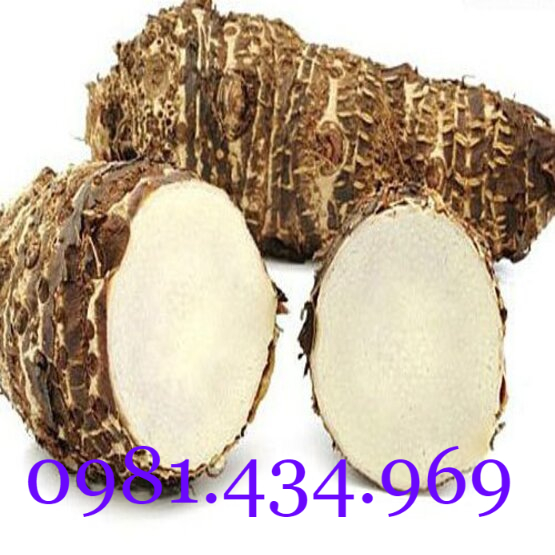 HẠT MÓC M.ÈO 100GRAM